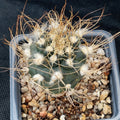 Turbiicarpus pseudomacrochele