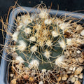 Turbiicarpus pseudomacrochele
