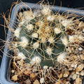 Turbiicarpus pseudomacrochele