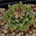 Turbinicarpus alonsoi