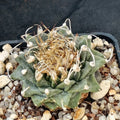 Turbinicarpus alonsoi