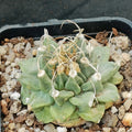 Turbinicarpus alonsoi