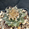 Turbinicarpus alonsoi