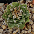 Turbinicarpus alonsoi