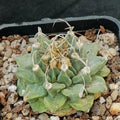 Turbinicarpus alonsoi