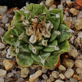 Turbinicarpus alonsoi