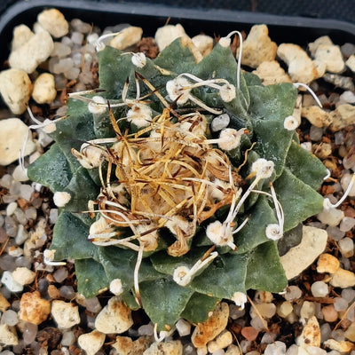 Turbinicarpus alonsoi