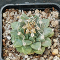 Turbinicarpus alonsoi