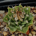 Turbinicarpus alonsoi