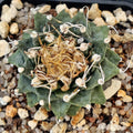 Turbinicarpus alonsoi