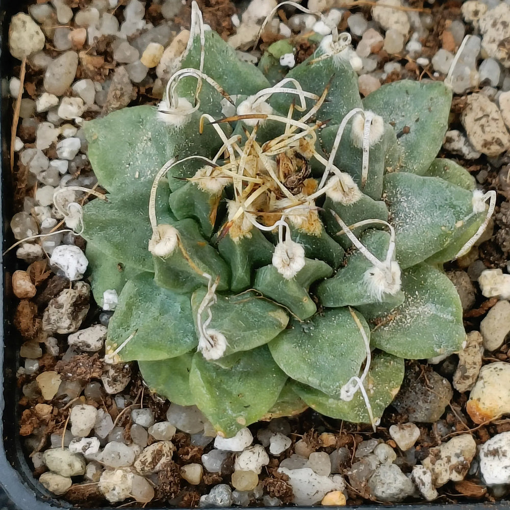 Turbinicarpus alonsoi