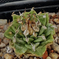 Turbinicarpus alonsoi