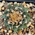 Turbinicarpus alonsoi