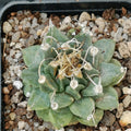 Turbinicarpus alonsoi