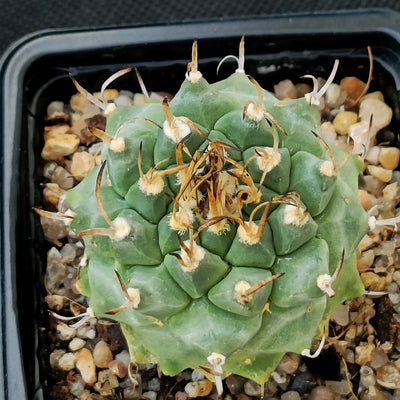 Turbinicarpus alonsoi hybrid
