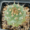 Turbinicarpus alonsoi hybrid