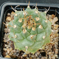 Turbinicarpus alonsoi hybrid