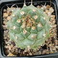 Turbinicarpus alonsoi hybrid