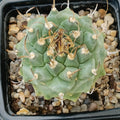Turbinicarpus alonsoi hybrid