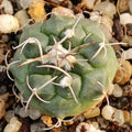 Turbinicarpus bonatzii MZ588 San Luis Potosi, Cerritos II