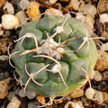 Turbinicarpus bonatzii MZ588 San Luis Potosi, Cerritos II