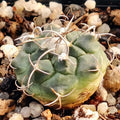 Turbinicarpus bonatzii MZ588 San Luis Potosi, Cerritos II
