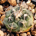 Turbinicarpus bonatzii MZ588 San Luis Potosi, Cerritos II