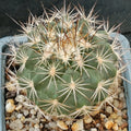 Turbinicarpus horripilus