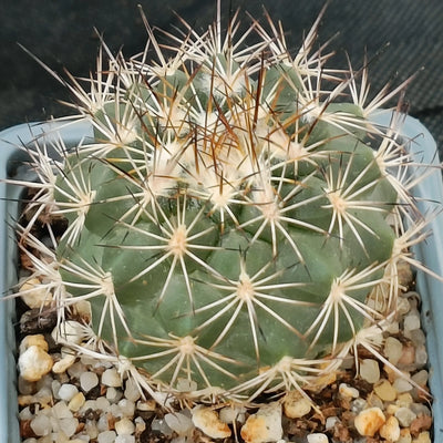 Turbinicarpus horripilus