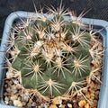 Turbinicarpus horripilus