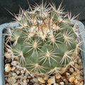 Turbinicarpus horripilus