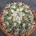 Turbinicarpus horripilus