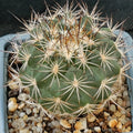 Turbinicarpus horripilus