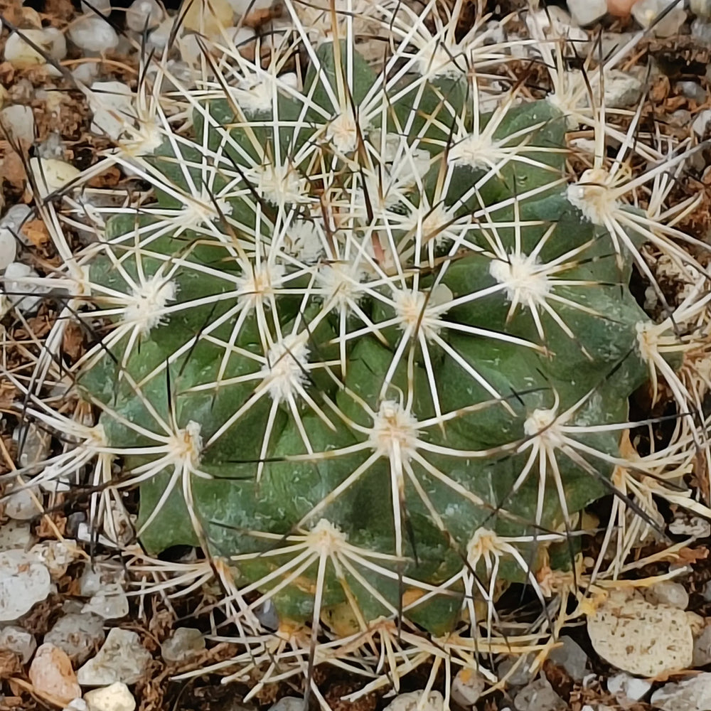 Turbinicarpus horripilus subsp wrobelianus