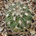 Turbinicarpus horripilus subsp wrobelianus