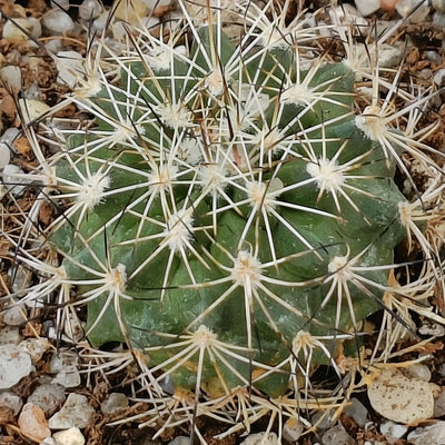 Turbinicarpus horripilus subsp wrobelianus
