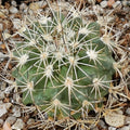 Turbinicarpus horripilus subsp wrobelianus