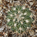 Turbinicarpus horripilus subsp wrobelianus