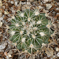 Turbinicarpus horripilus subsp wrobelianus