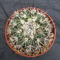 Turbinicarpus horripilus