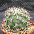 Turbinicarpus horripilus
