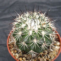 Turbinicarpus horripilus