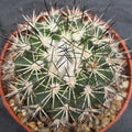 Turbinicarpus horripilus