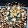 Turbinicarpus  pseudomacrochele