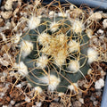 Turbinicarpus  pseudomacrochele