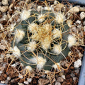Turbinicarpus  pseudomacrochele