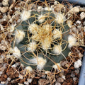 Turbinicarpus  pseudomacrochele