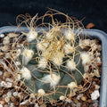 Turbinicarpus  pseudomacrochele