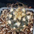 Turbinicarpus  pseudomacrochele