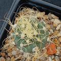 Turbinicarpus pseudomacrochele CARDONAL WHITE FLOWER